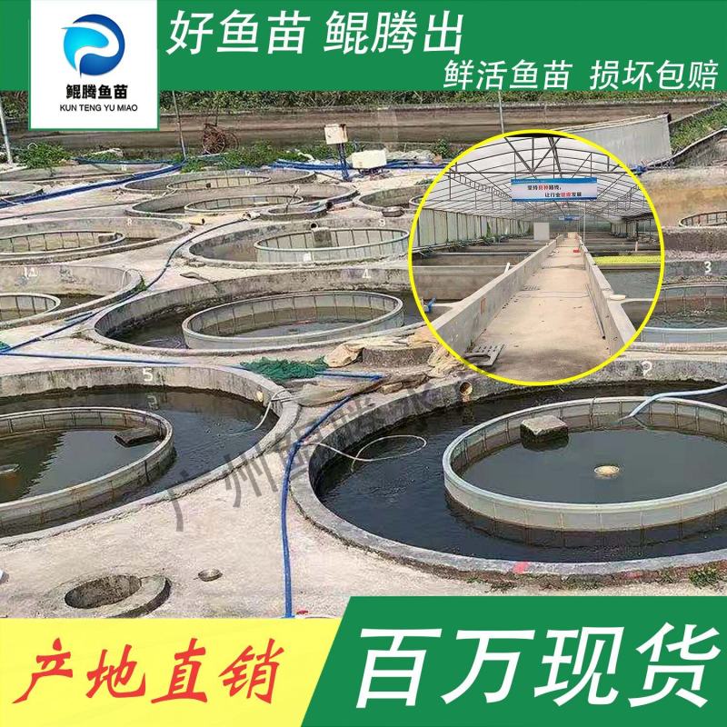 真泥鳅苗鲲腾鱼苗好鱼苗鲲腾出产地直销百万现货
