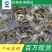 真泥鳅苗鲲腾鱼苗好鱼苗鲲腾出产地直销百万现货