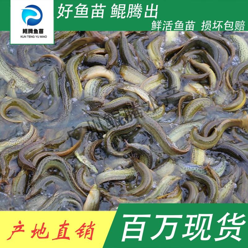 真泥鳅苗鲲腾鱼苗好鱼苗鲲腾出产地直销百万现货