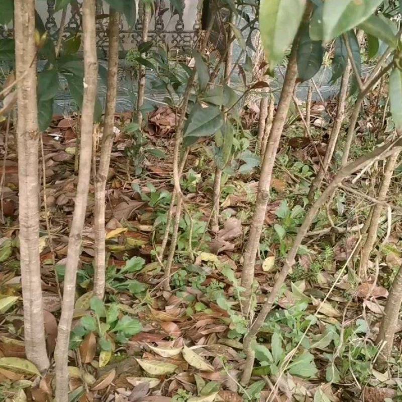 自种几百棵桂花树，不是专业的，茶山带种的，价格你说
