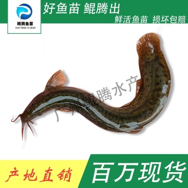 泥鳅苗鲲腾鱼苗好鱼苗鲲腾出产地直销百万现货