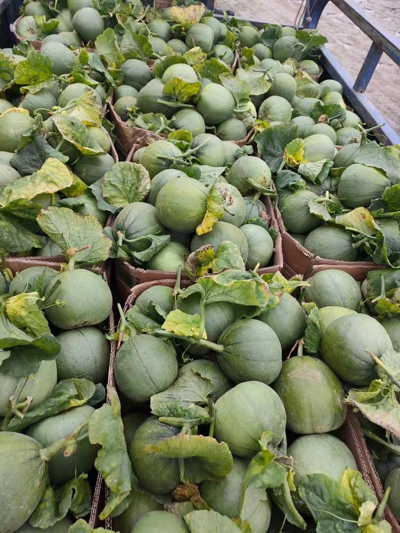 绿宝石甜瓜精品0.5斤以上产地直发一手货源量大从优
