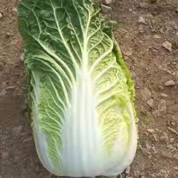 优质黄心大白菜，货源充足，一手货源，产地直销