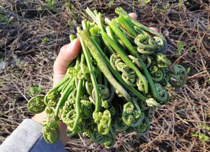 蕨菜