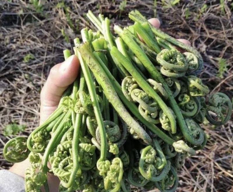 蕨菜