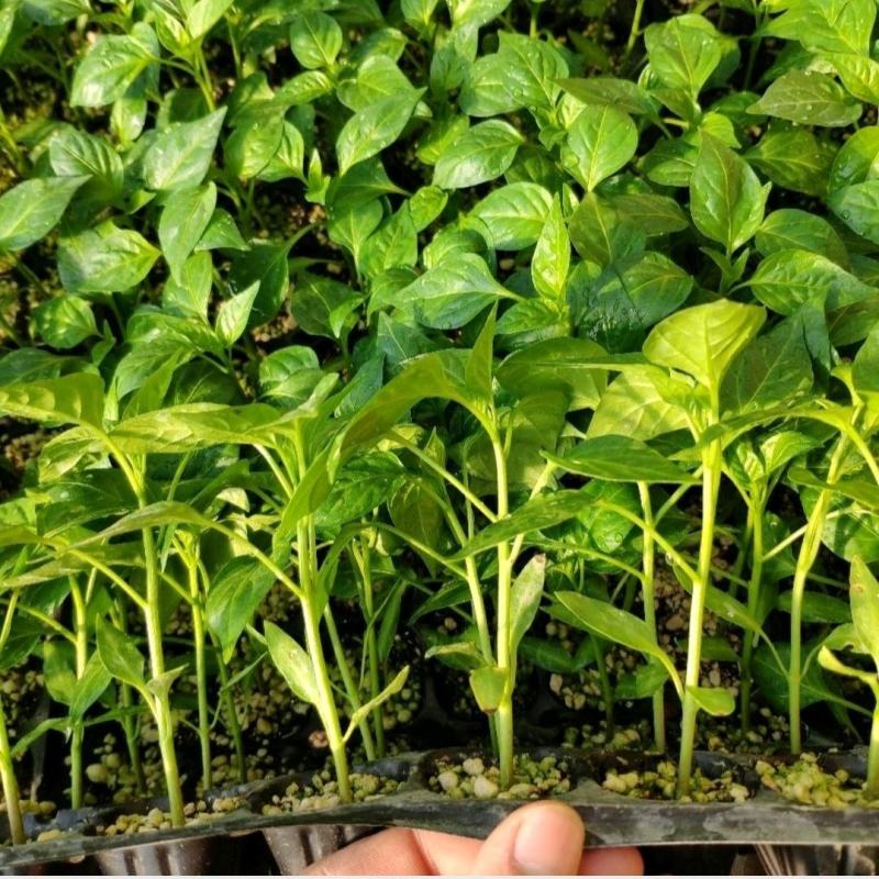 2025辣椒种苗，艳红菜椒苗壮105穴