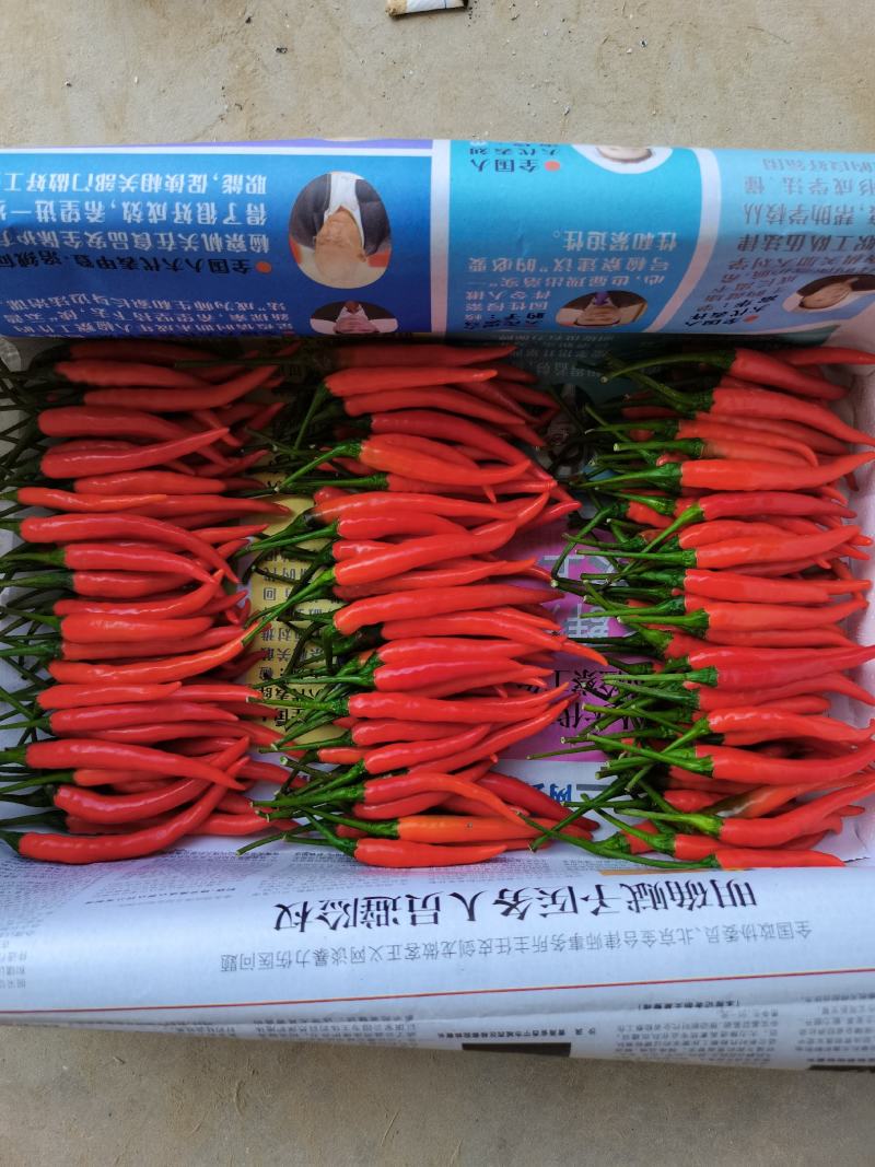 2025辣椒种苗，艳红菜椒苗壮105穴