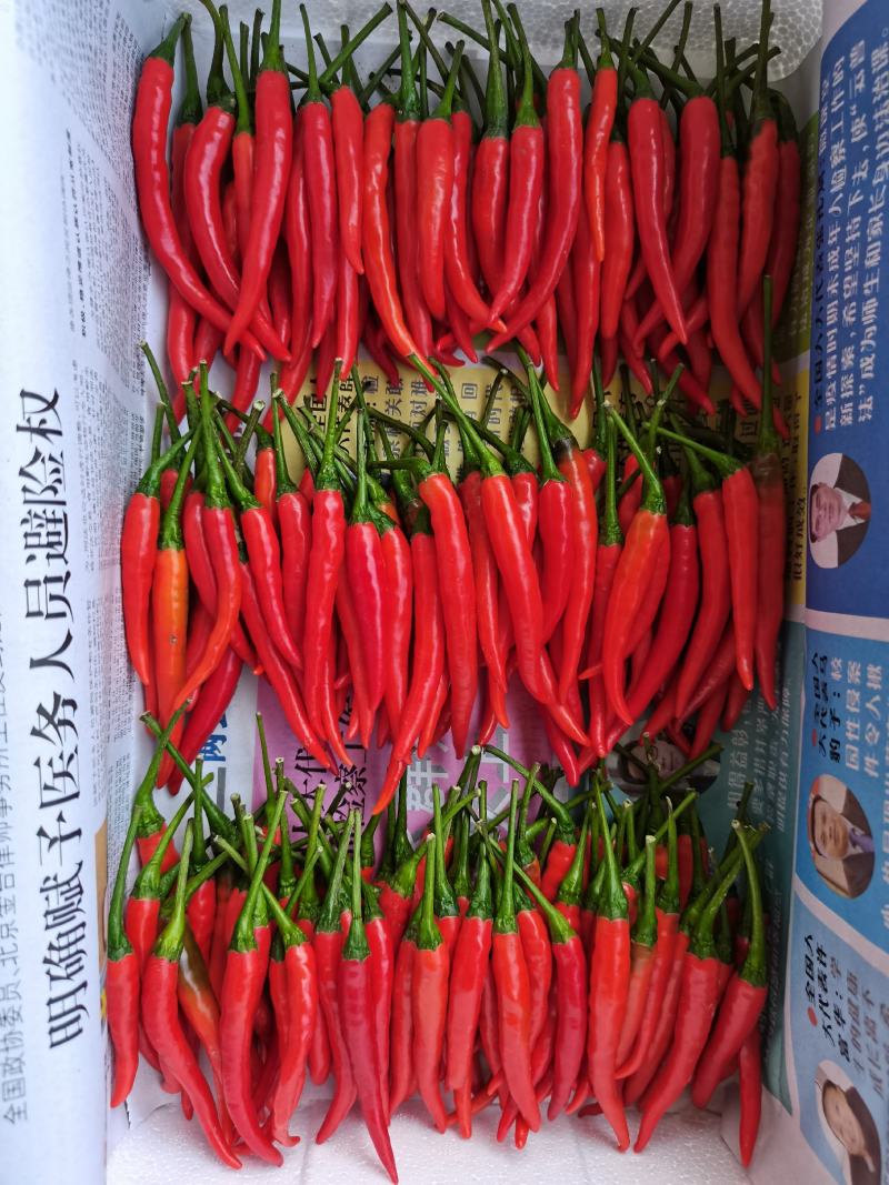 2025辣椒种苗，艳红菜椒苗壮105穴