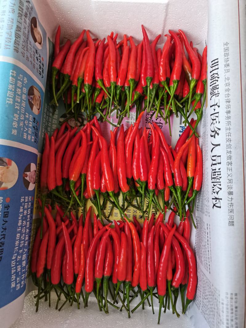 2025辣椒种苗，艳红菜椒苗壮105穴