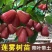 莲雾苗大叶红黑金刚莲雾嫁接苗带土带叶黑糖芭比莲雾苗