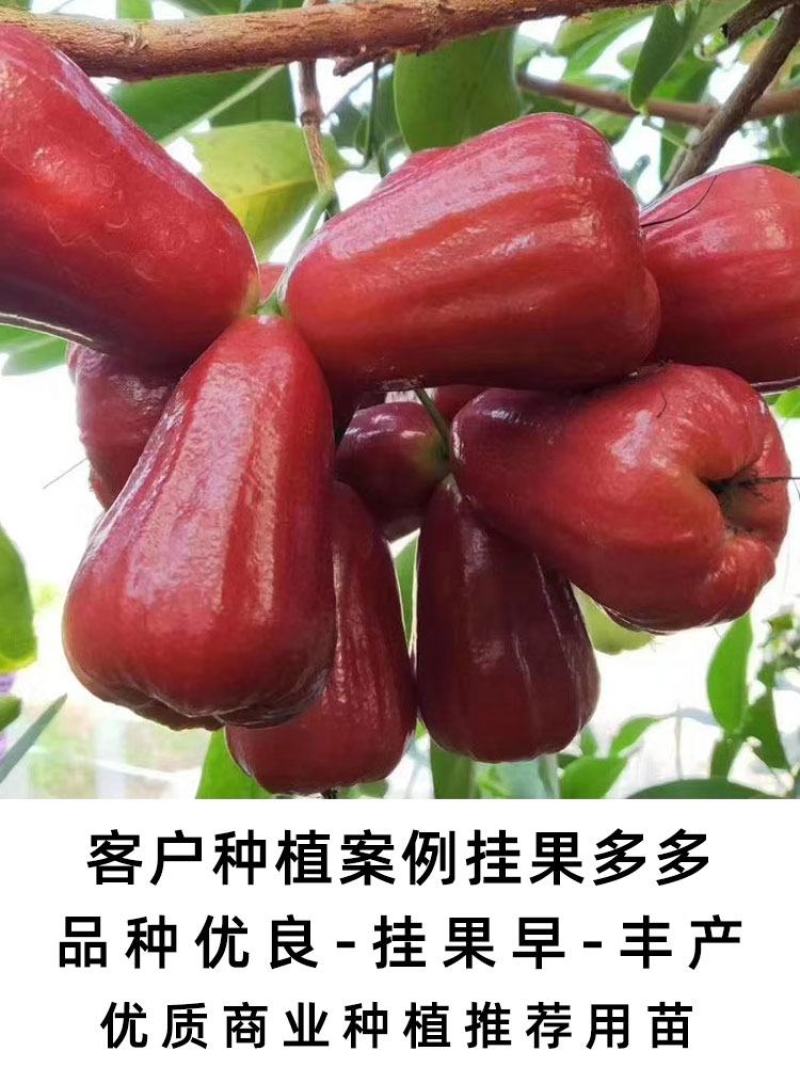 莲雾苗大叶红黑金刚莲雾嫁接苗带土带叶黑糖芭比莲雾苗