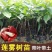 莲雾苗大叶红黑金刚莲雾嫁接苗带土带叶黑糖芭比莲雾苗