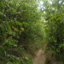 苹果
