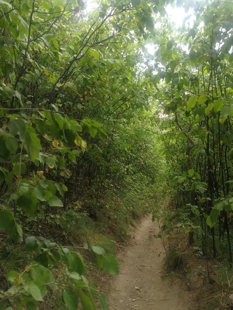 苹果