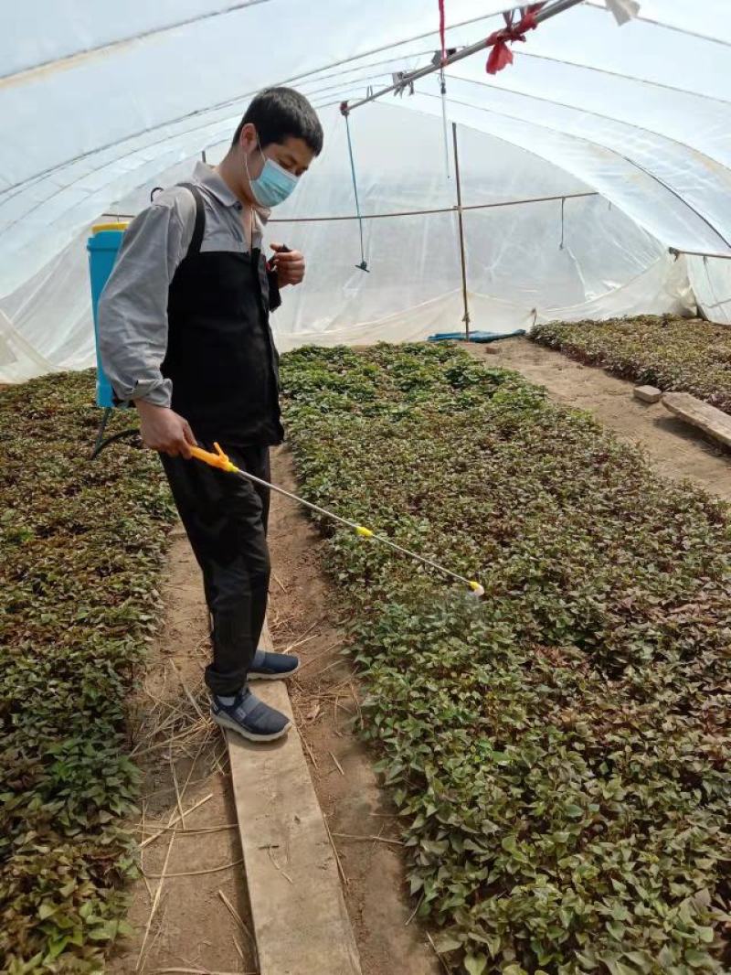 北方地瓜苗辽宁红薯苗鞍山海城育苗基地早丰西瓜红，康薯28
