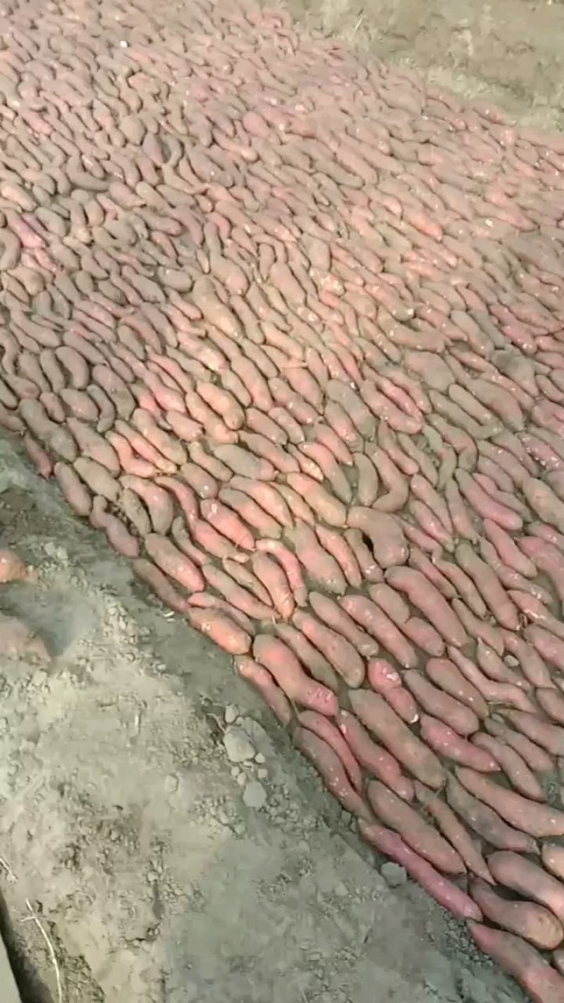 北方地瓜苗辽宁红薯苗鞍山海城育苗基地早丰西瓜红，康薯28