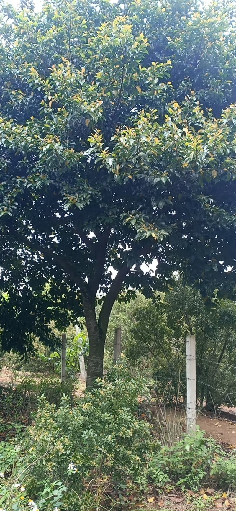 胭脂树