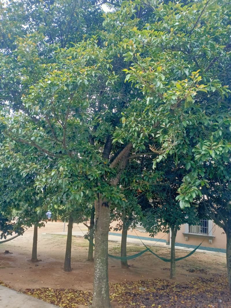 胭脂树