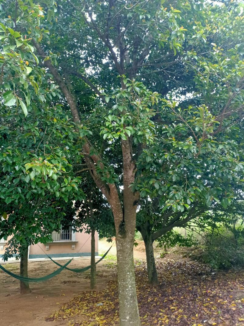 胭脂树