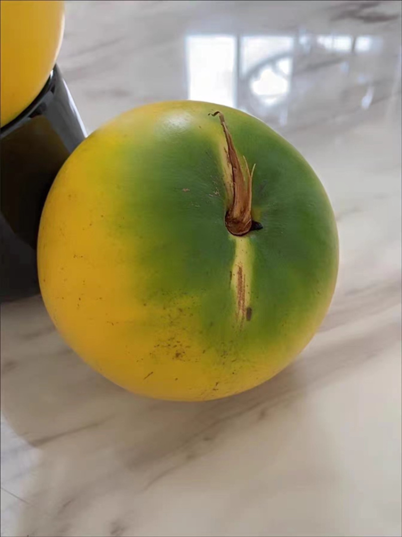 进口黄晶果苗黄金果苗雅美果加蜜蛋黄果苗品种纯正保证