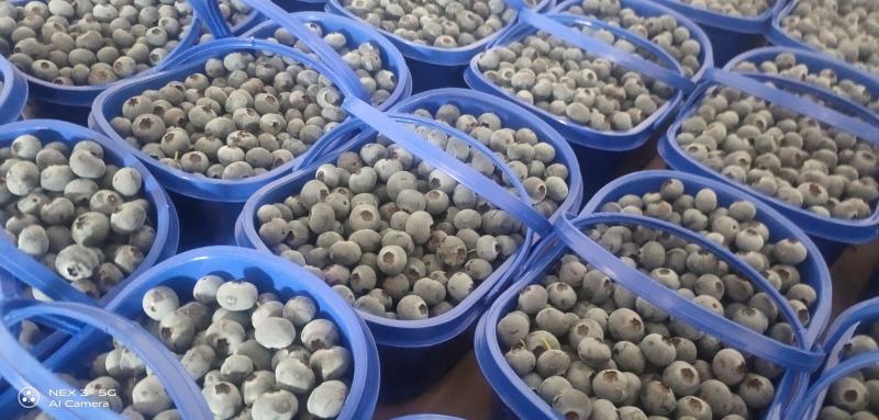 高原蓝莓大量供应L25L11F6优越卡珠宝春高
