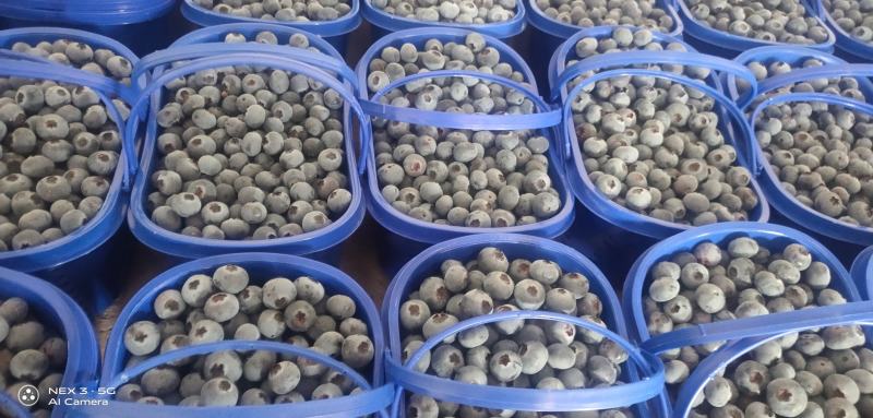 高原蓝莓大量供应L25L11F6优越卡珠宝春高