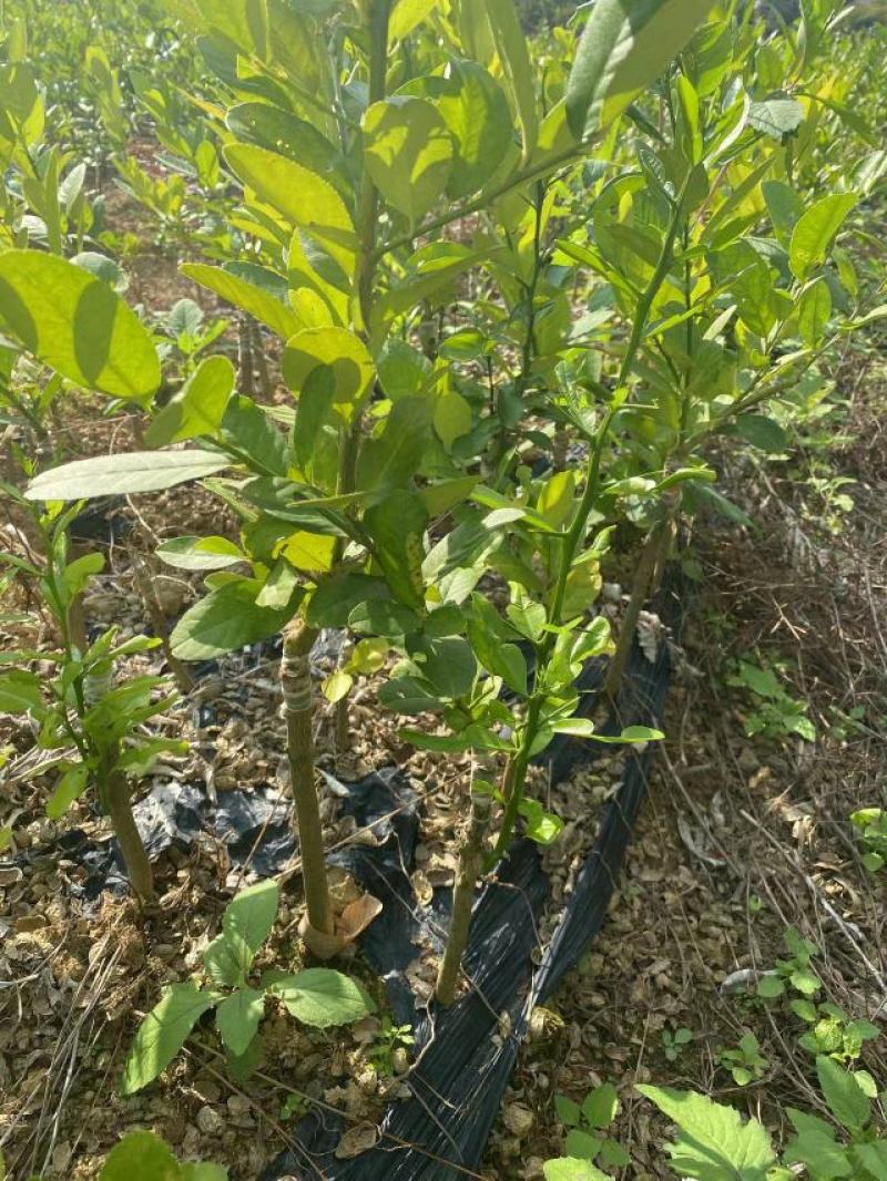 广东香水柠檬苗，一手货源，产地直发，欢迎进店咨询