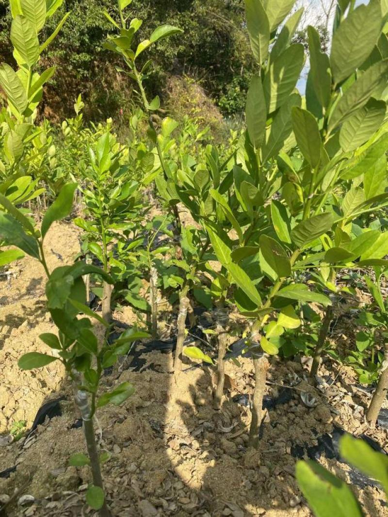 广东香水柠檬苗，一手货源，产地直发，欢迎进店咨询