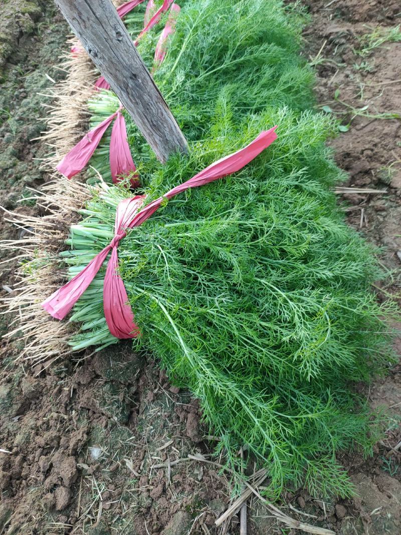 邯郸精品小回香大量有货产地直供30到45左右货源充足