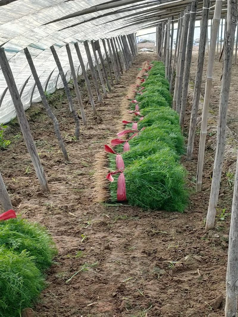 邯郸精品小回香大量有货产地直供30到45左右货源充足