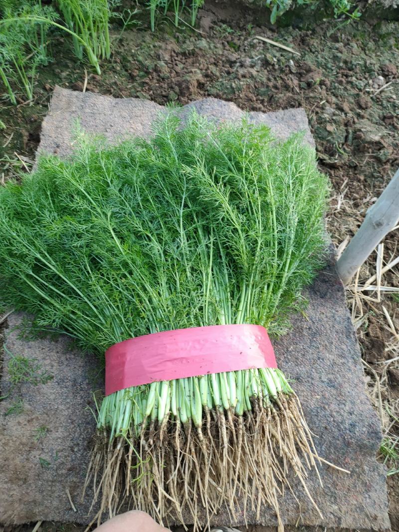 邯郸精品小回香大量有货产地直供30到45左右货源充足