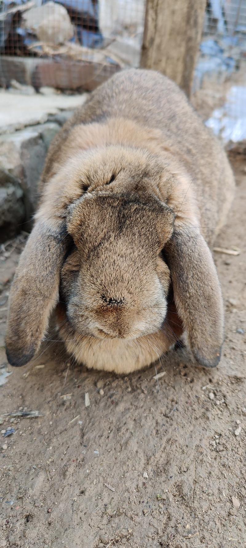 公羊兔的体型巨大，成年公兔的体重一般在5-8kg左右