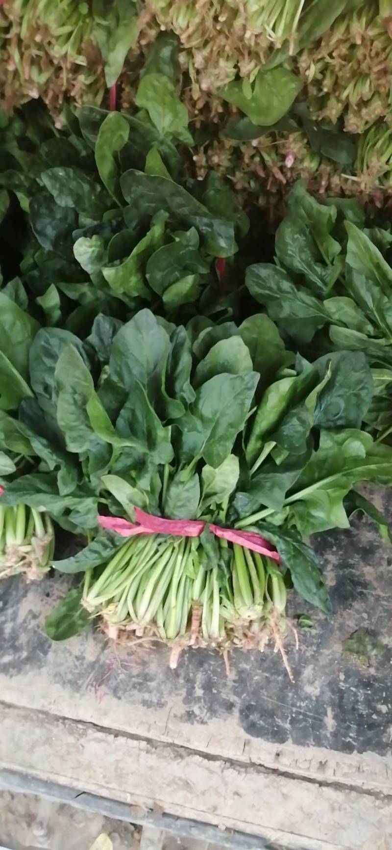 菠菜