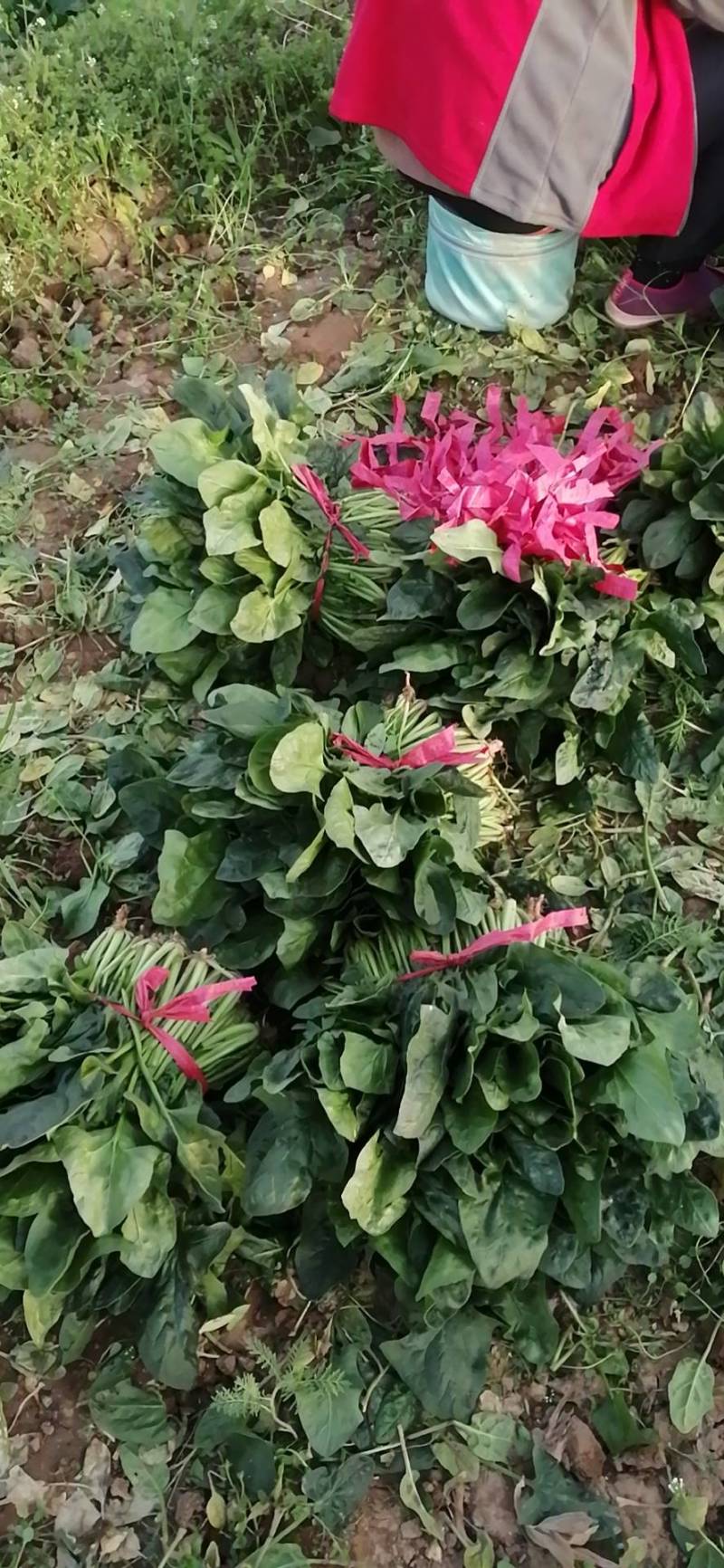菠菜