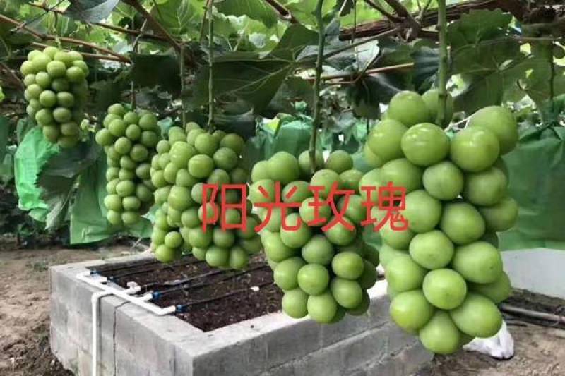 夏黑葡萄，来自浙江三门小气候。口感好，串型果粒均