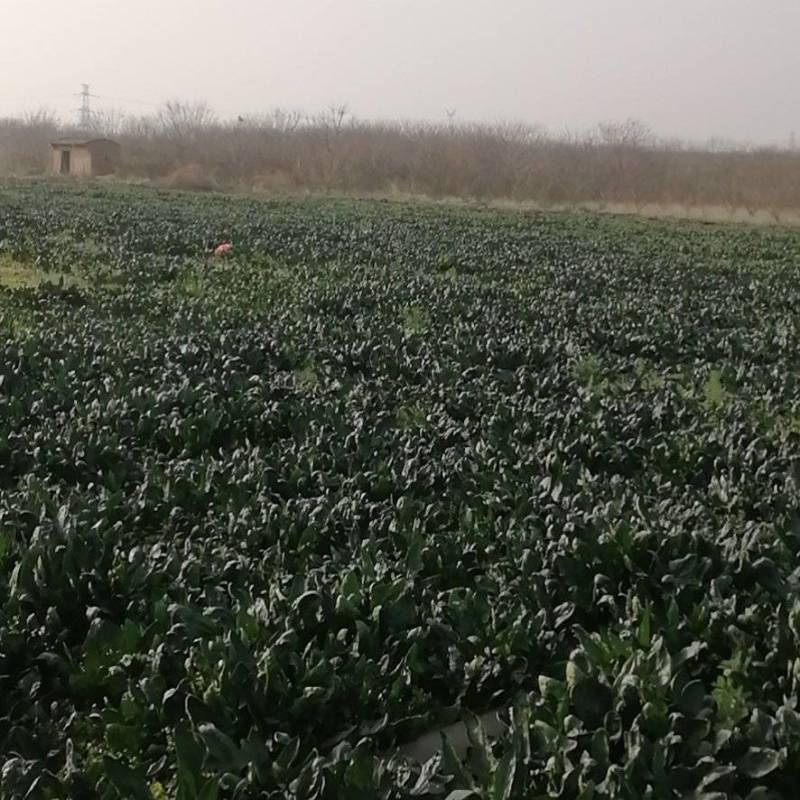 菠菜