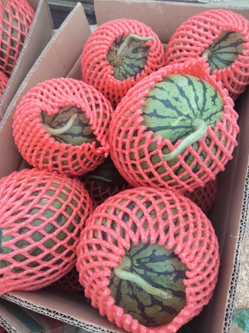 早春红玉系列，皮薄汁多，货源充足，多年种植经验，含糖量高