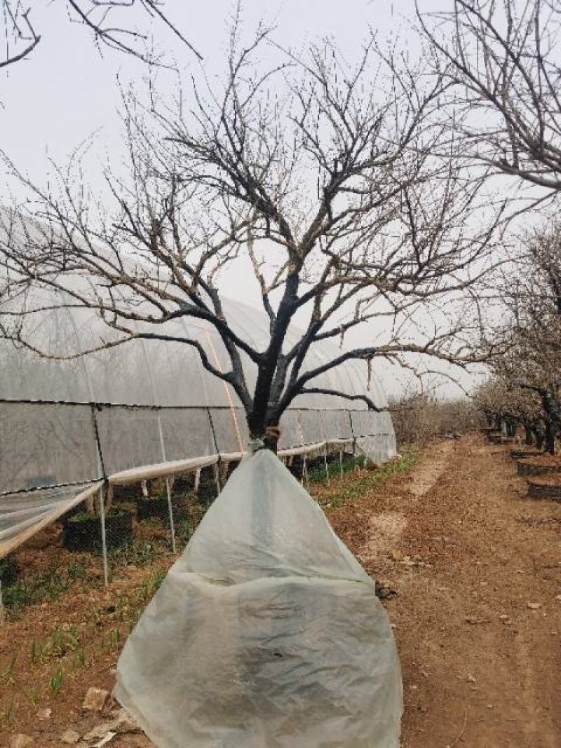石榴树