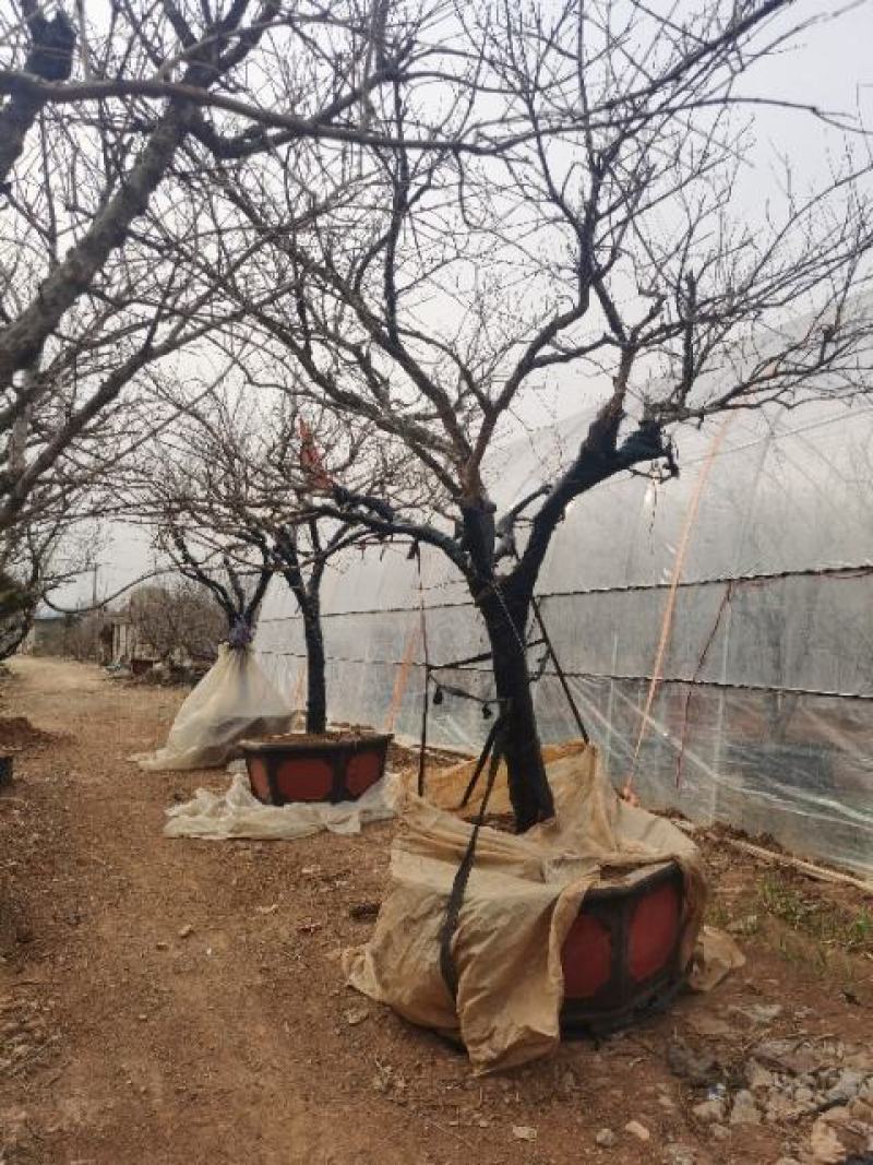 石榴树