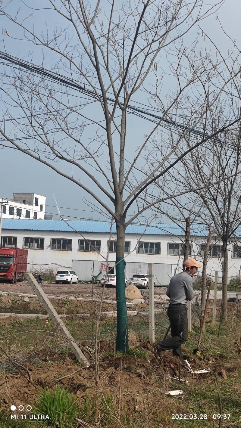 【牛商热卖】合欢树基地直供欢迎客商考察参观对接批发商