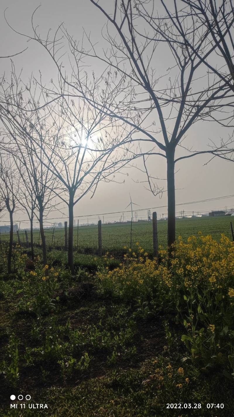 【牛商热卖】合欢树基地直供欢迎客商考察参观对接批发商