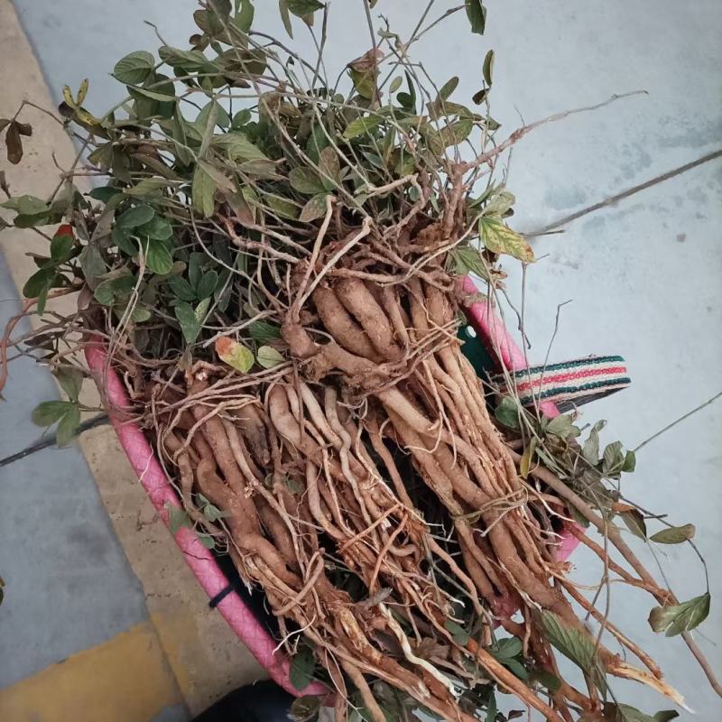 千斤拔新鲜，小叶包邮，小叶