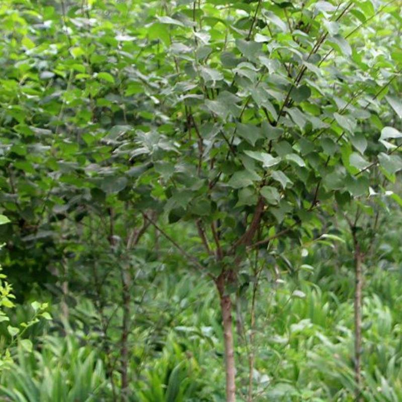 丁香树