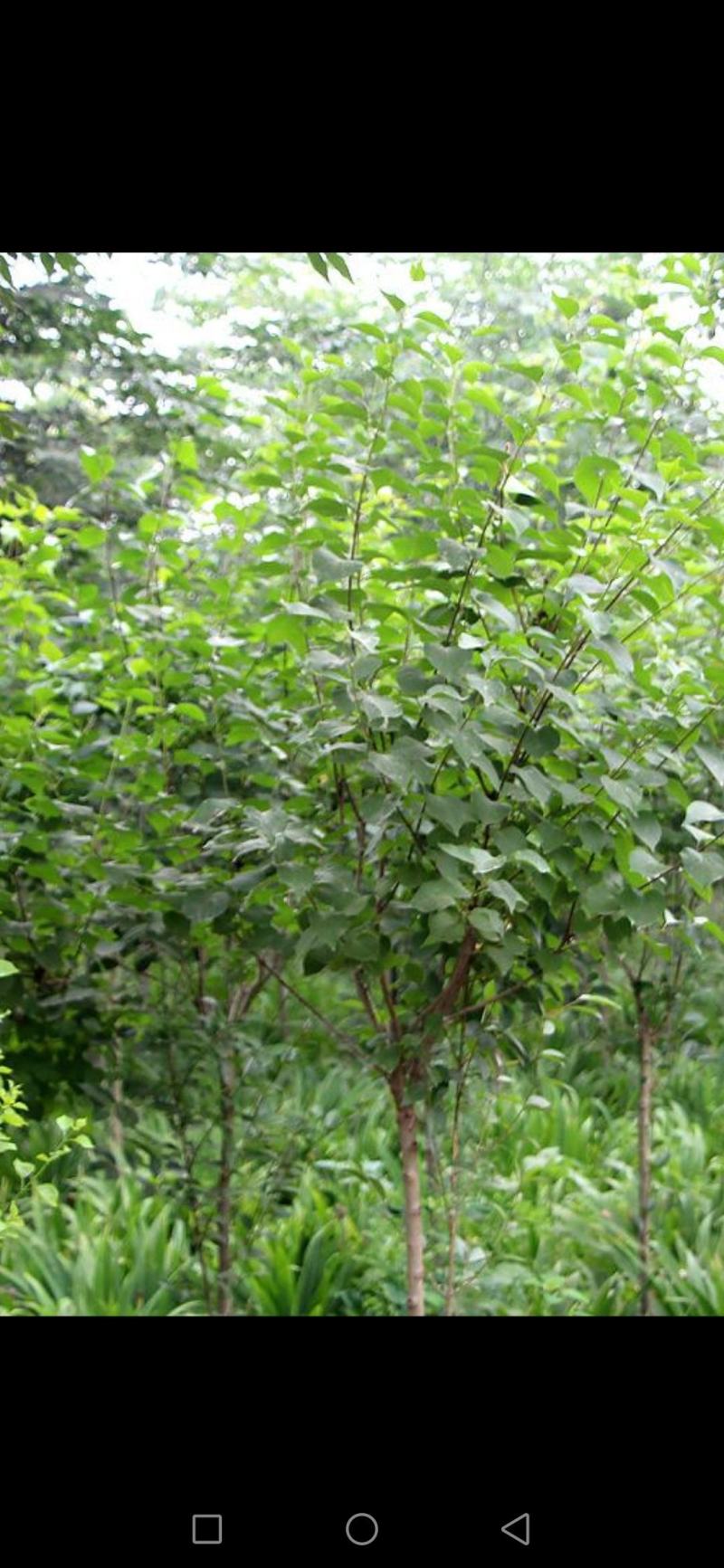 丁香树