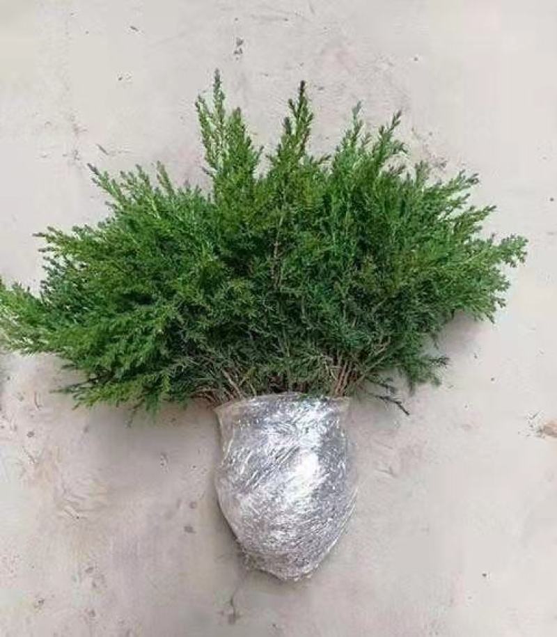 【推荐】桧柏苗塔柏苗，百姓自产自销苗，薄利多销诚信经营