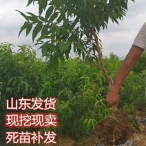 正宗嫁接桃树苗特大冬桃水蜜桃果树苗南北方种植庭院阳台盆栽