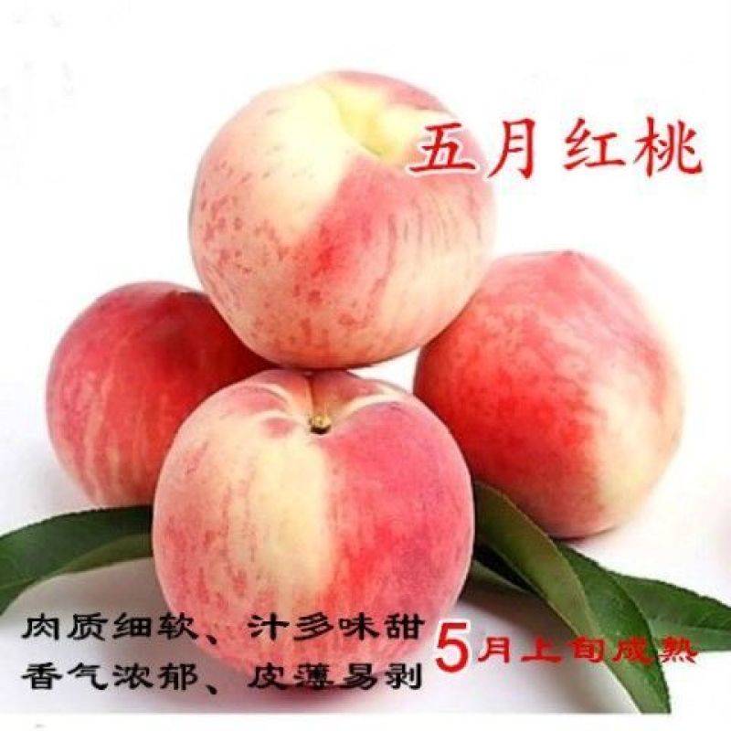正宗嫁接桃树苗特大冬桃水蜜桃果树苗南北方种植庭院阳台盆栽
