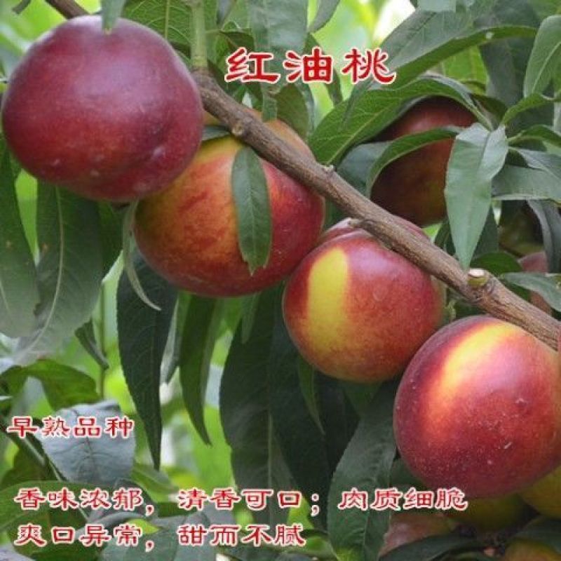正宗嫁接桃树苗特大冬桃水蜜桃果树苗南北方种植庭院阳台盆栽