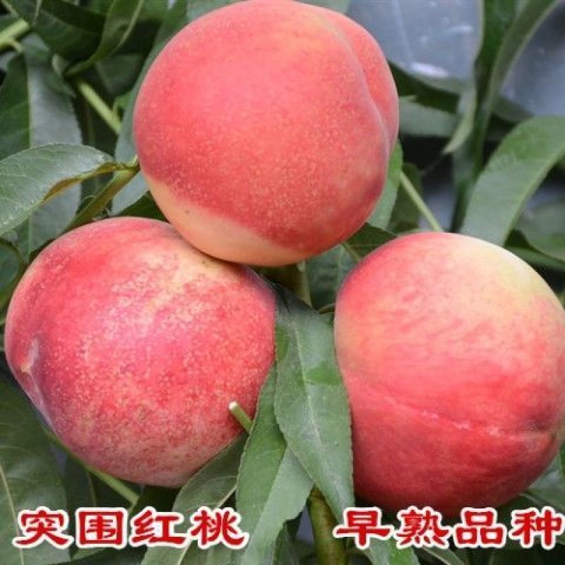 正宗嫁接桃树苗特大冬桃水蜜桃果树苗南北方种植庭院阳台盆栽