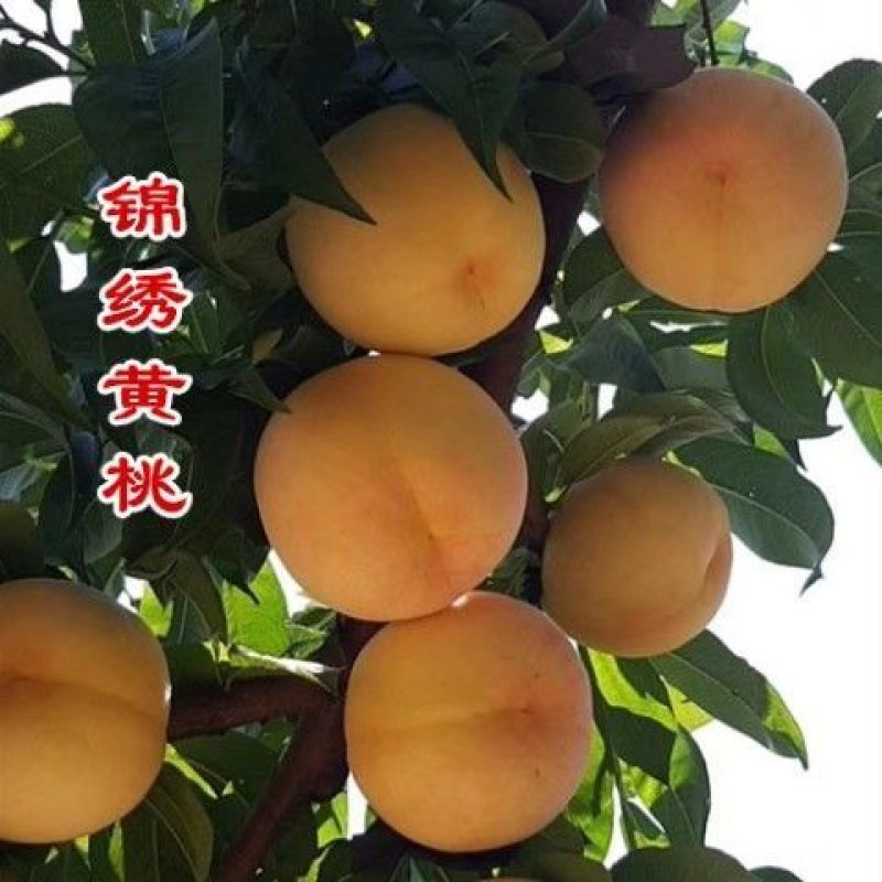 正宗嫁接桃树苗特大冬桃水蜜桃果树苗南北方种植庭院阳台盆栽